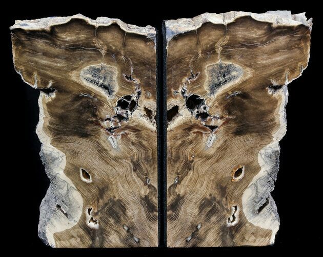 Petrified Wood Bookends - Oregon #56039